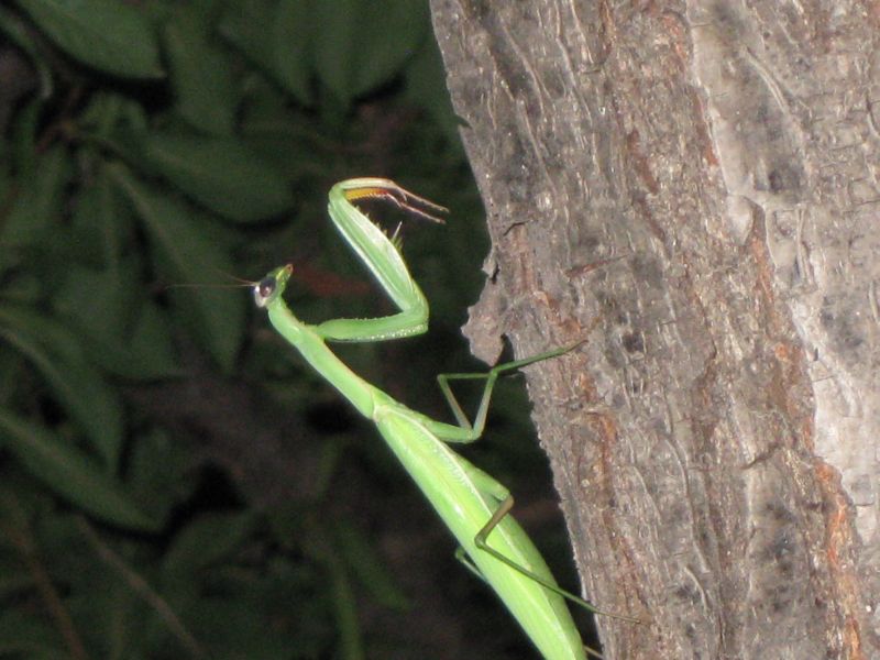 Mantis Religiosa?